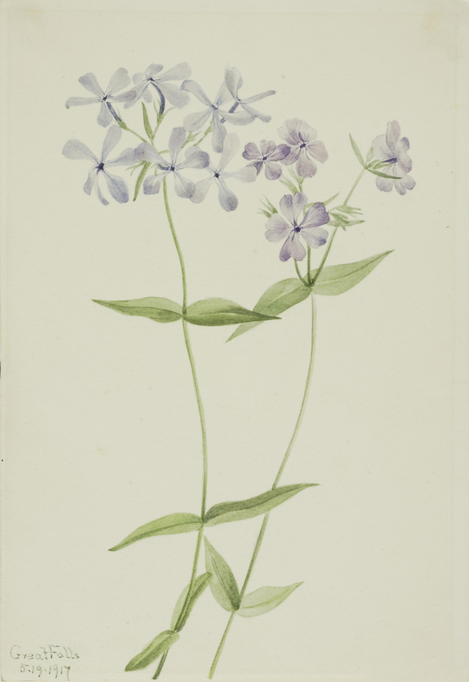 Mary Vaux Walcott, Blue Phlox (Phlox divaricata)