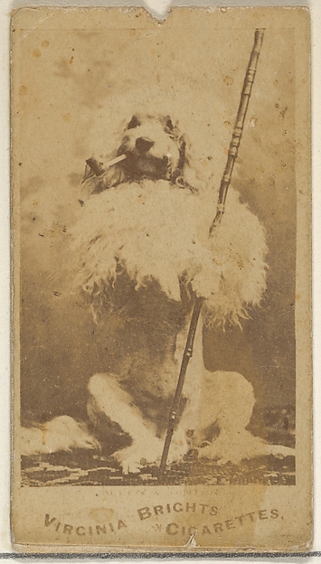 Allen & Ginter, From the Dogs series (N47) for Virginia Brights Cigarettes