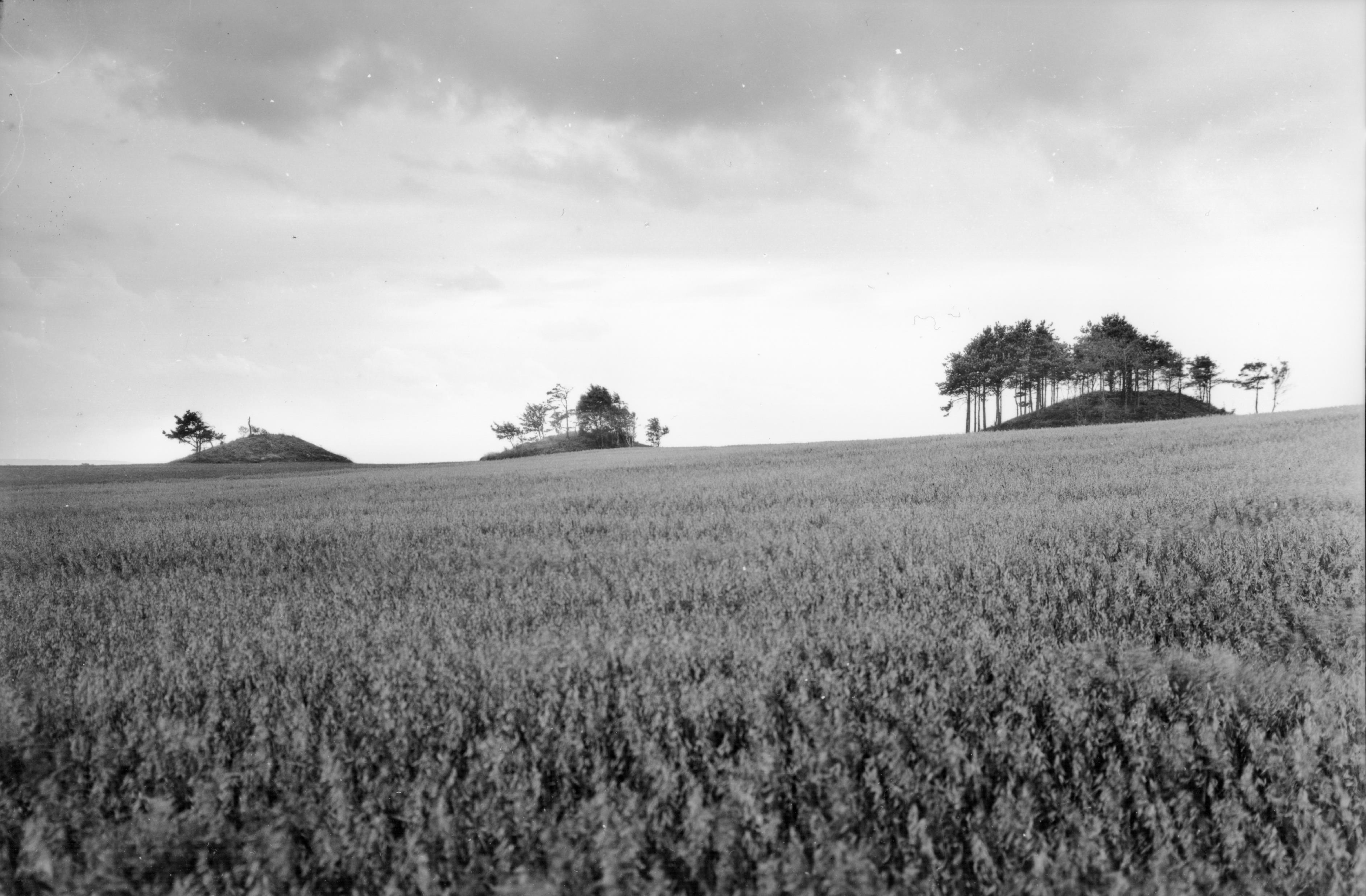 Mårten Sjöbeck, Äskehögarna