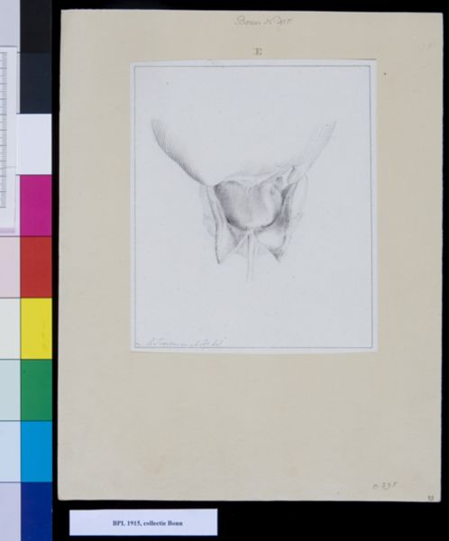 M. Houtman, Bladder