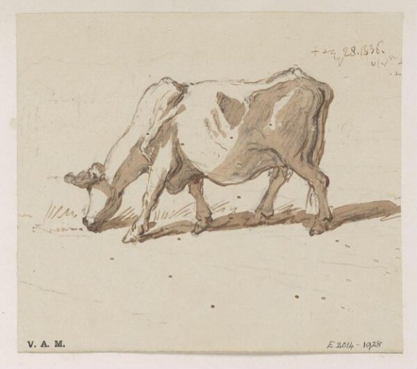 George Chinnery, A grazing cow
