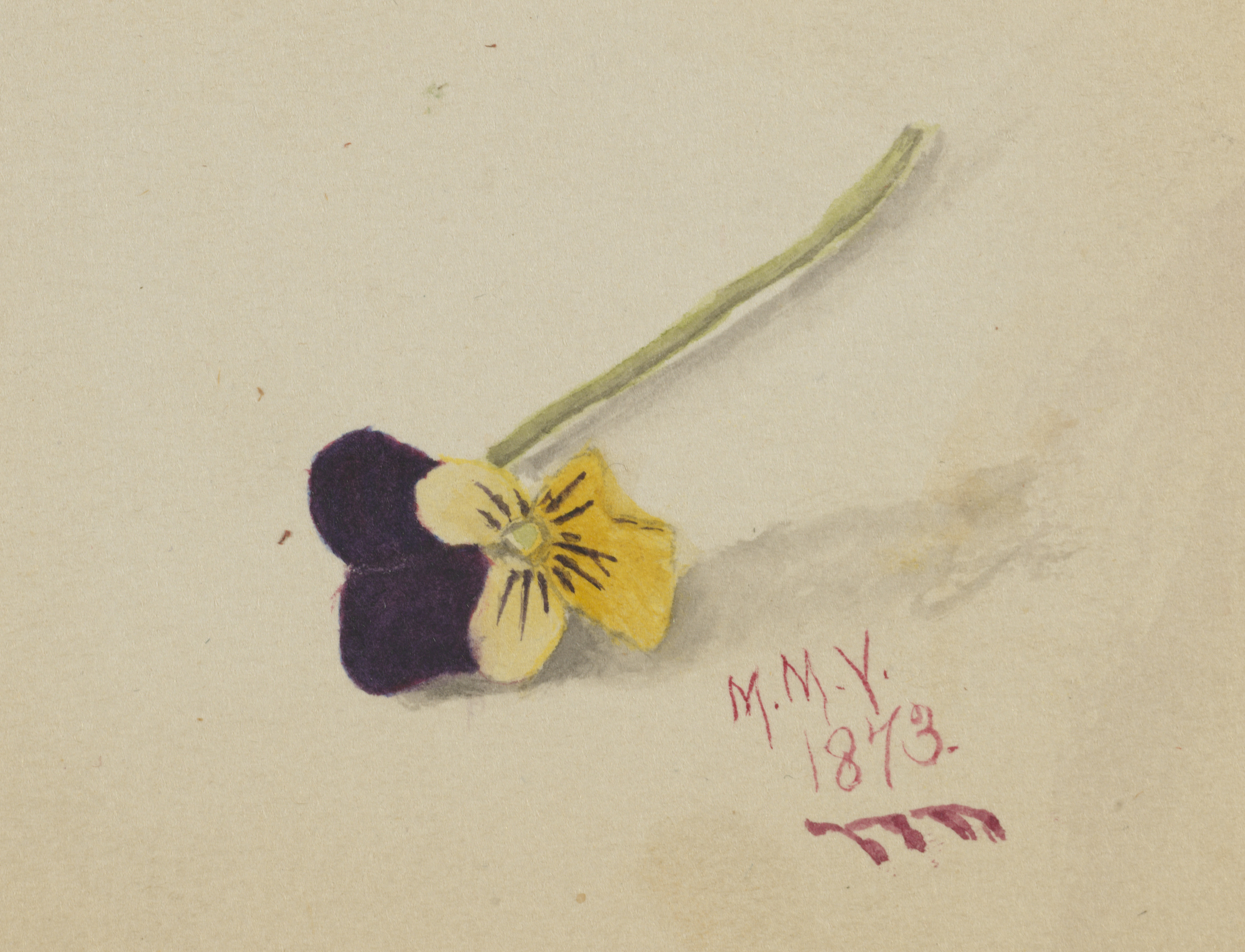 Mary Vaux Walcott, Untitled (Pansy)