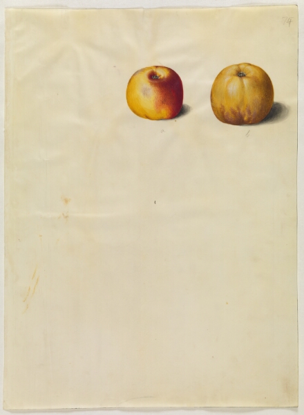 Hans Simon Holtzbecker, Malus domestica (almindelig æble)