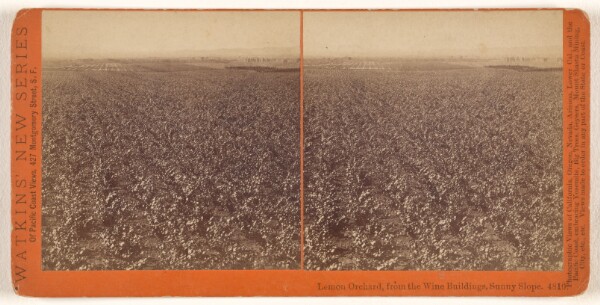 Carleton Watkins, Lemon orchard, from the Wine Buildings, Sunny Slope.