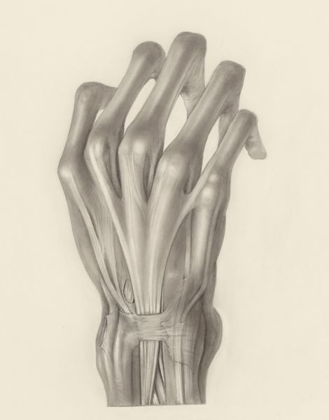 H.G Wetselaar, Muscular tissue of the hand of a squirrel monkey