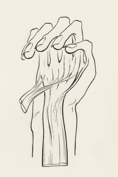 J Wetselaar-Whittaker, Musculoskeletal system of the upper extremity