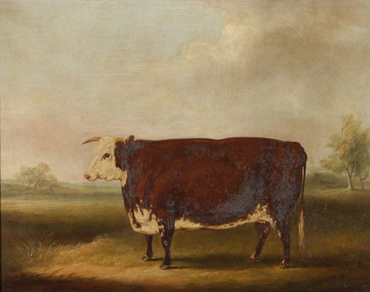 William Henry Davis, Hereford Cow