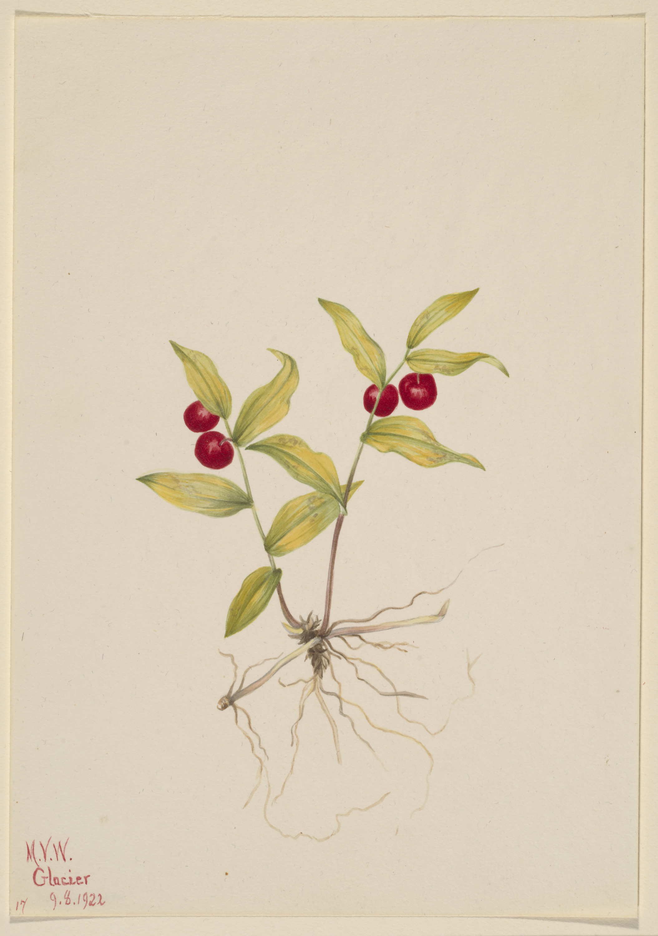 Mary Vaux Walcott, Kruhsea (Kruhsea streptopoides)