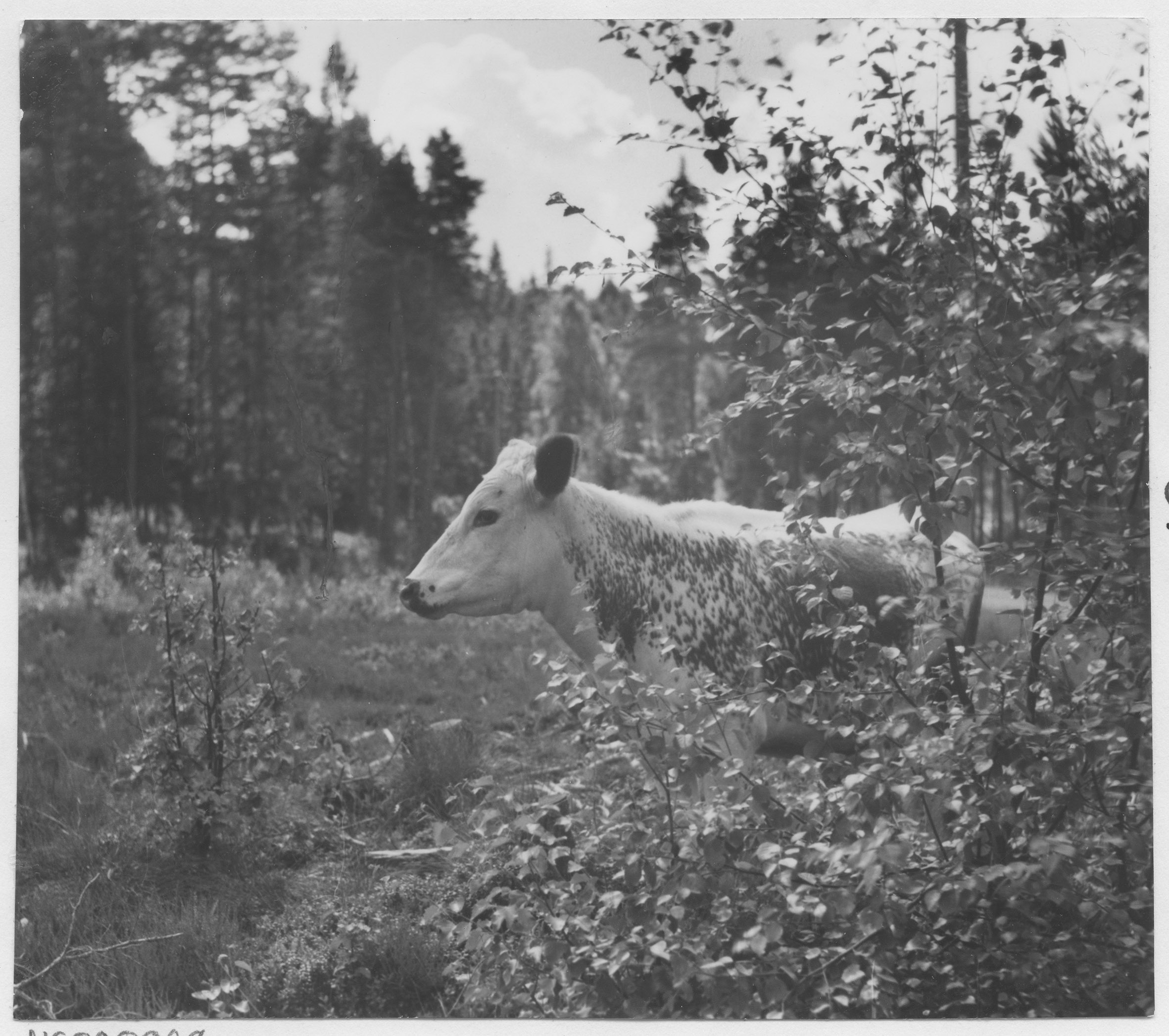 Mårten Sjöbeck, Ulvattnet