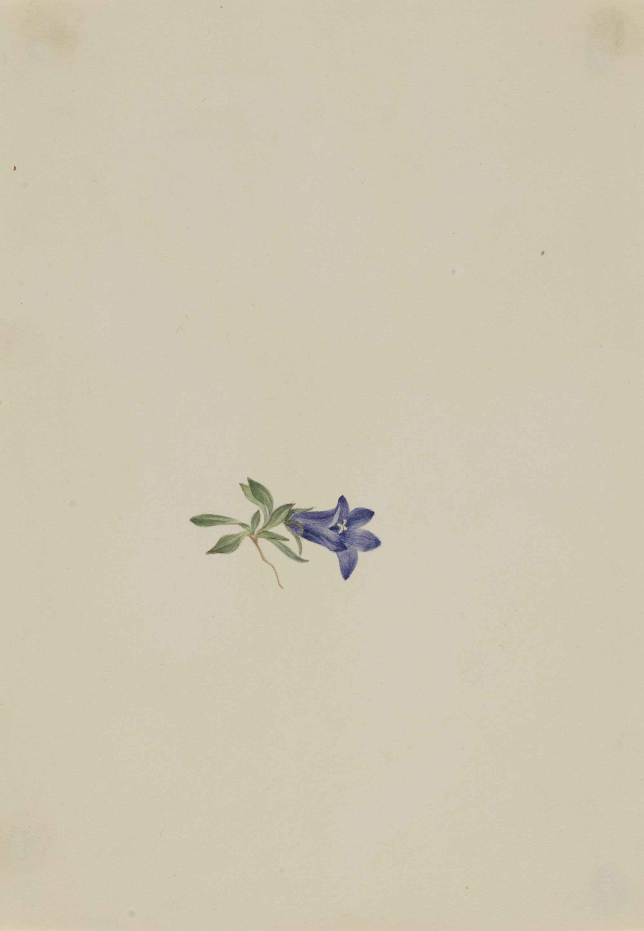 Mary Vaux Walcott, Alpine Harebell (Campanula lasiocarpa)