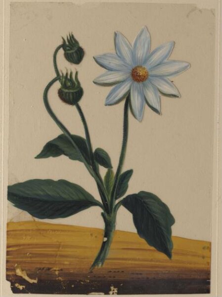 Unknown, One of eighteen drawings of flowers.