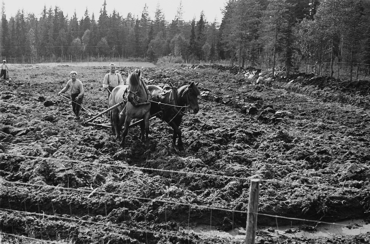 Anders Beer Wilse, Prot: Ny brytning av myrjord