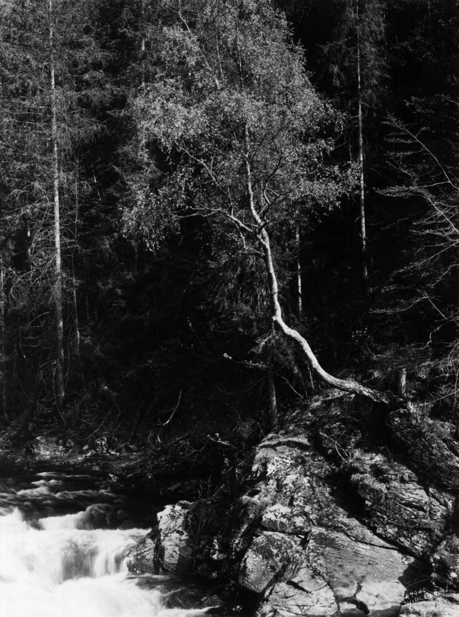 Anders Beer Wilse, Lysakerelva