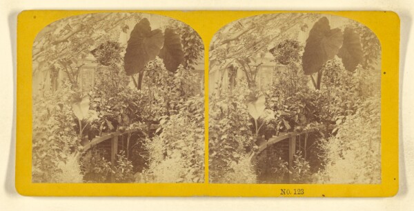 Benjamin West Kilburn, [Plants in a hot house]
