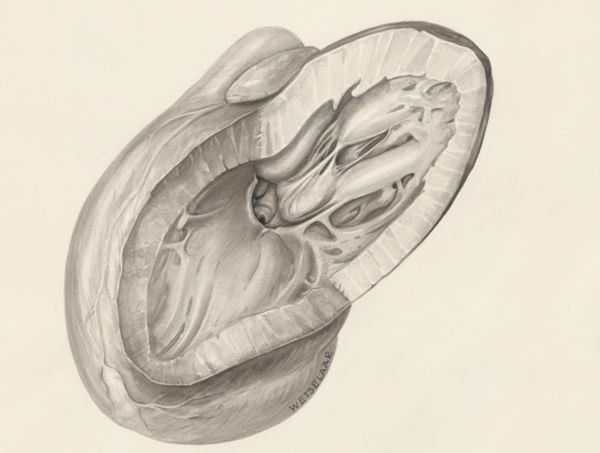H.G Wetselaar, Cardiovascular system