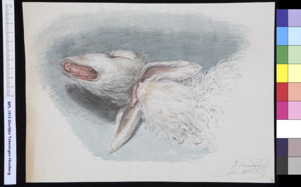 Tiemen Hooiberg, Animals: sheep