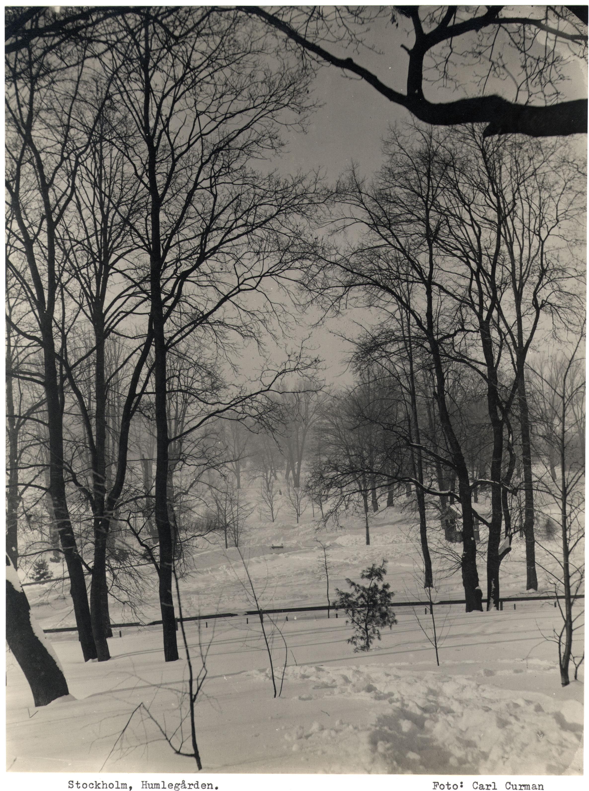 Carl Curman, Humlegården