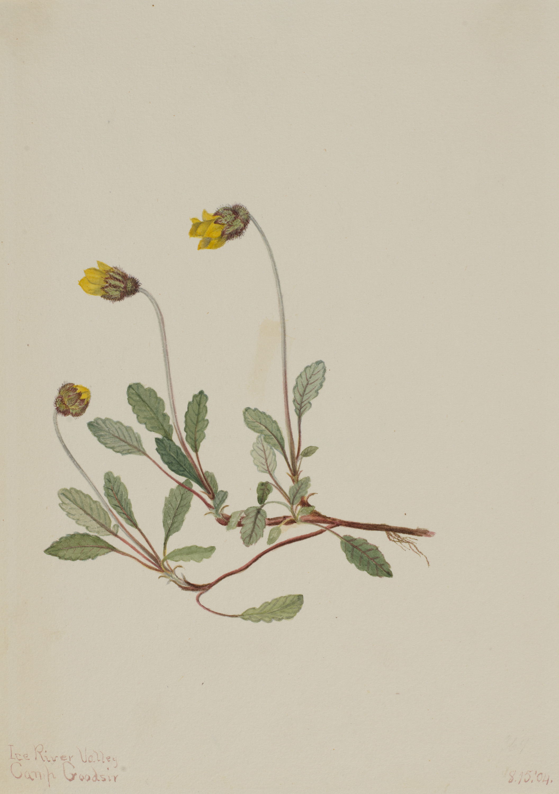 Mary Vaux Walcott, Yellow Dryad (Dryas drummondii)