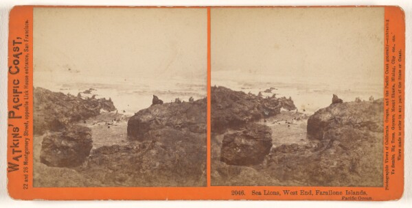 Carleton Watkins, Sea Lions, West End, Farallone [sic] Islands, Pacific Ocean.
