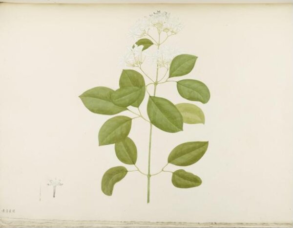 unknown, Flowers and Fruits
