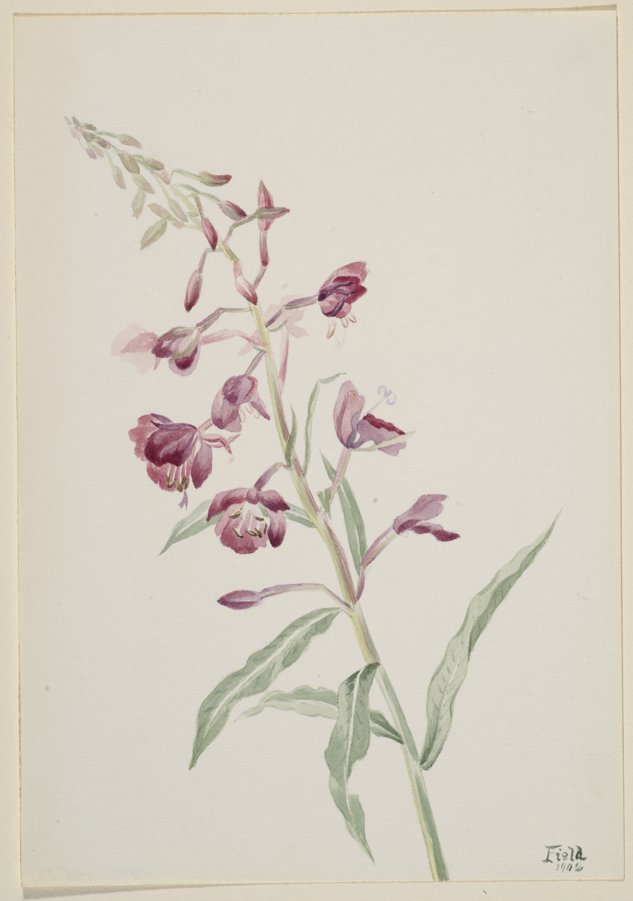 Mary Vaux Walcott, Fireweed (Epilobium angustifolium)