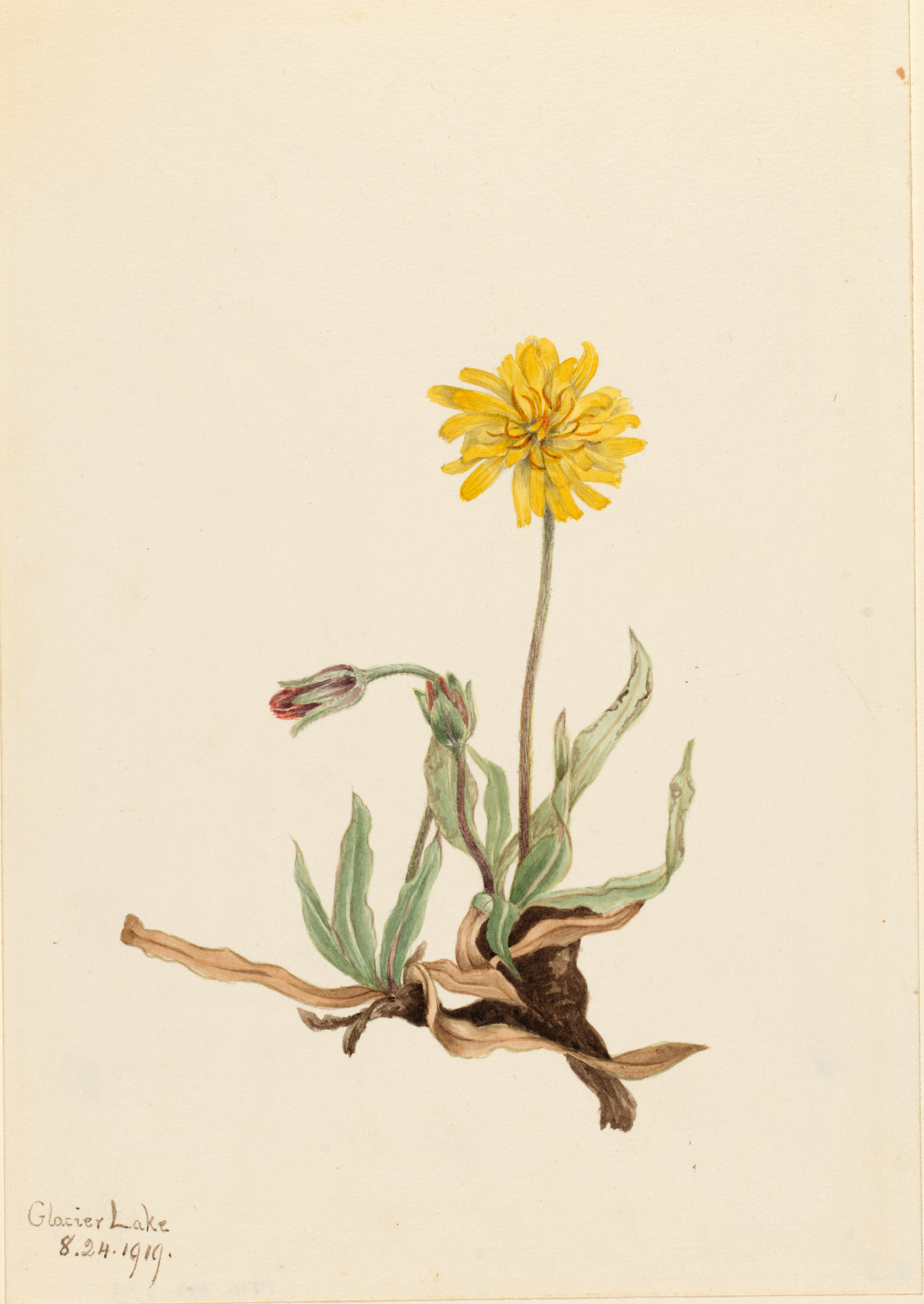 Mary Vaux Walcott, Woolly Agoseris (Agoseris villosa)