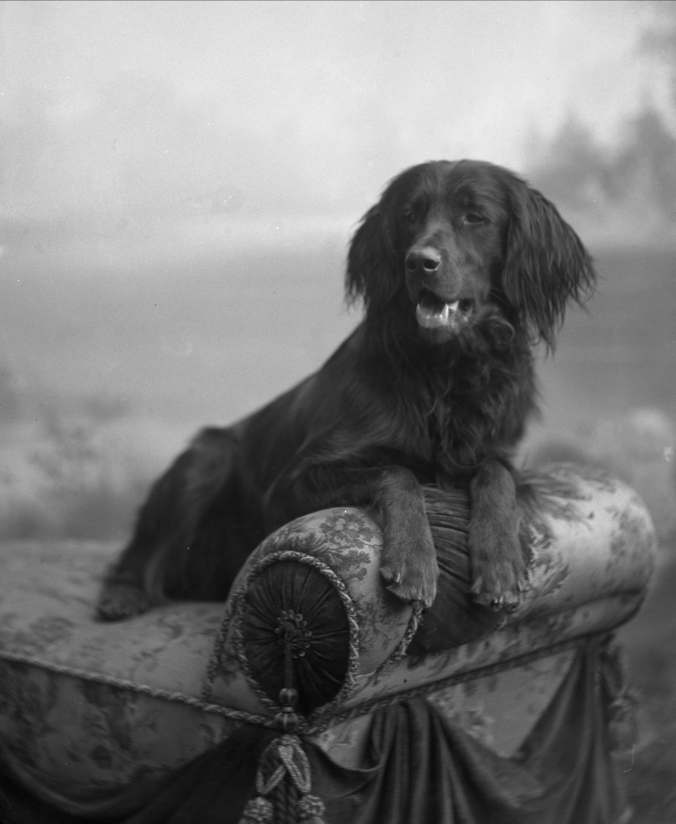Gustav Borgen, Portrett, liggende hund. Grosserer Johannesens hund.