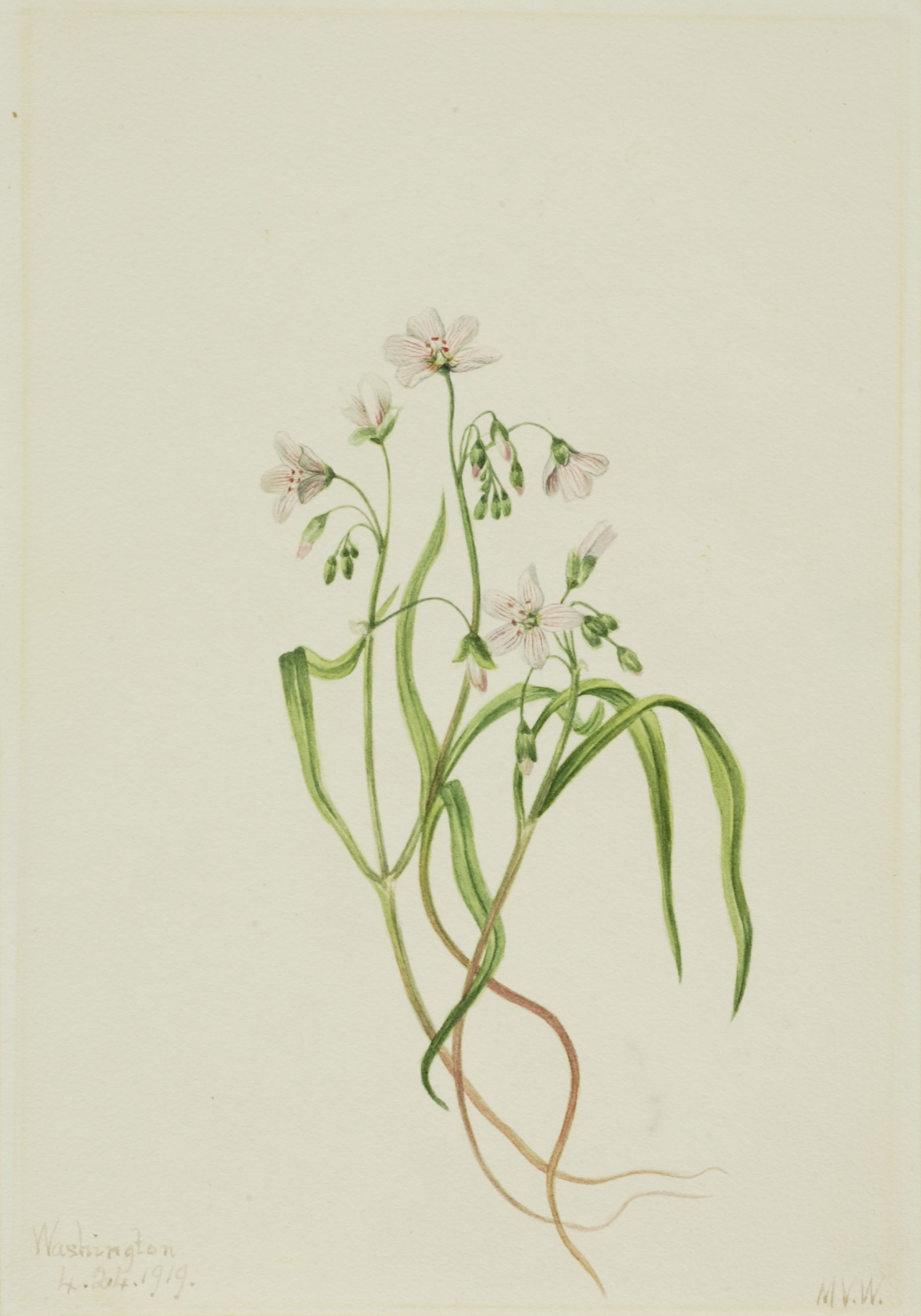 Mary Vaux Walcott, Virginia Springbeauty (Claytonia virginica)