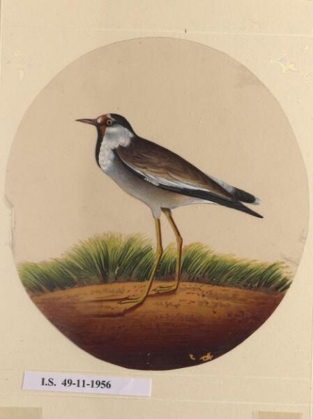 Unknown, One of twelve drawings of birds and reptiles, insects and flowers.
