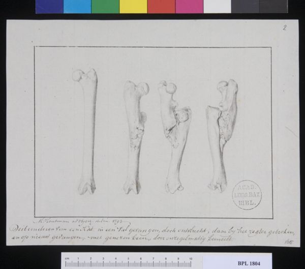 M. Houtman, Pathology, fractures (femur of a cat)