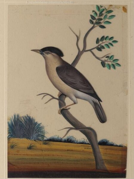 Unknown, One of nine drawings of birds.