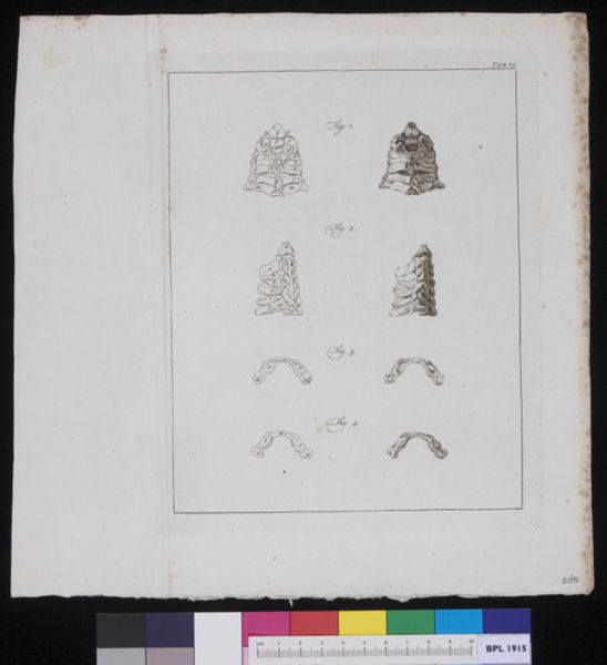 R Muys, Vertebrae