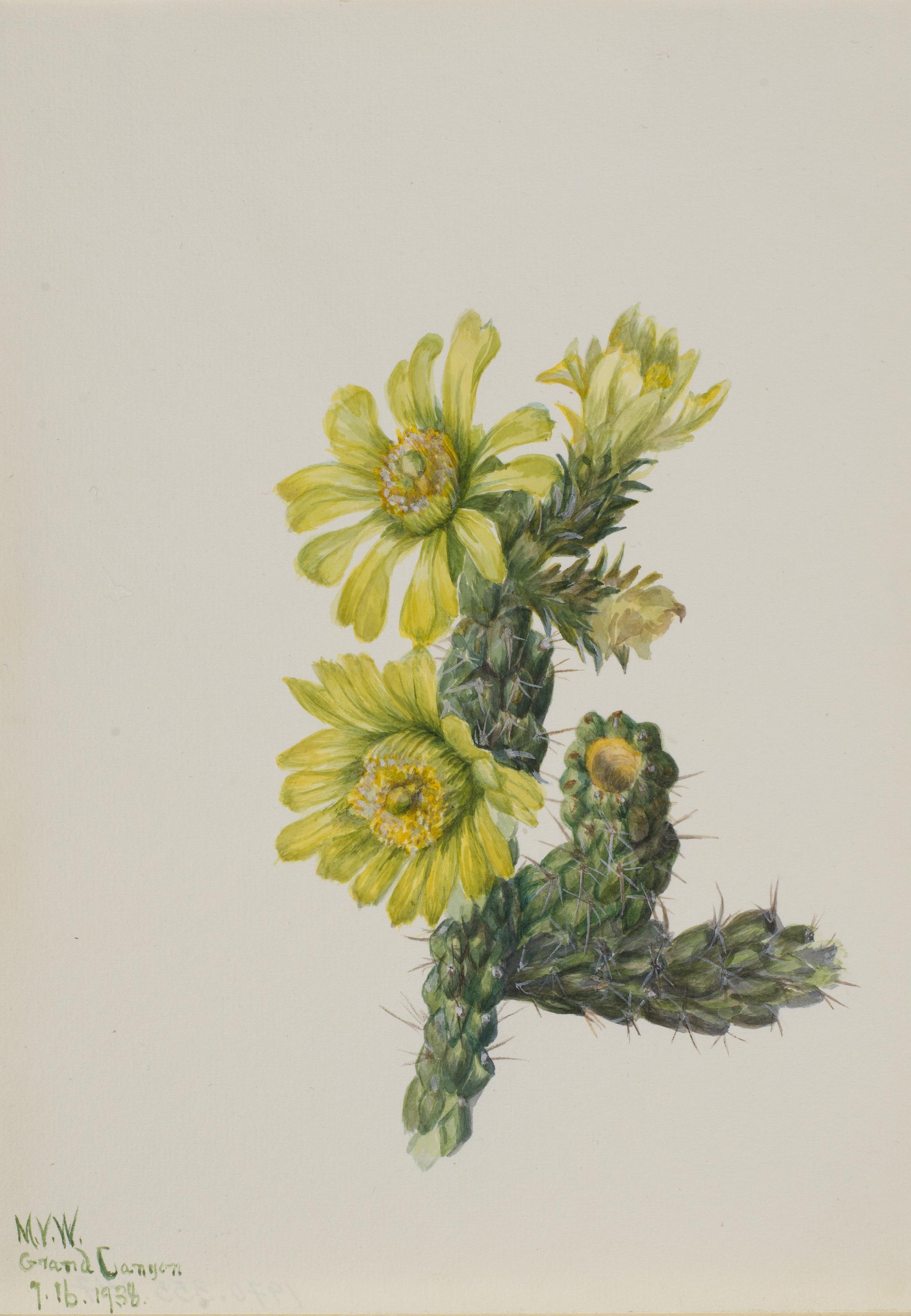 Mary Vaux Walcott, Cholla Opuntia whipplei
