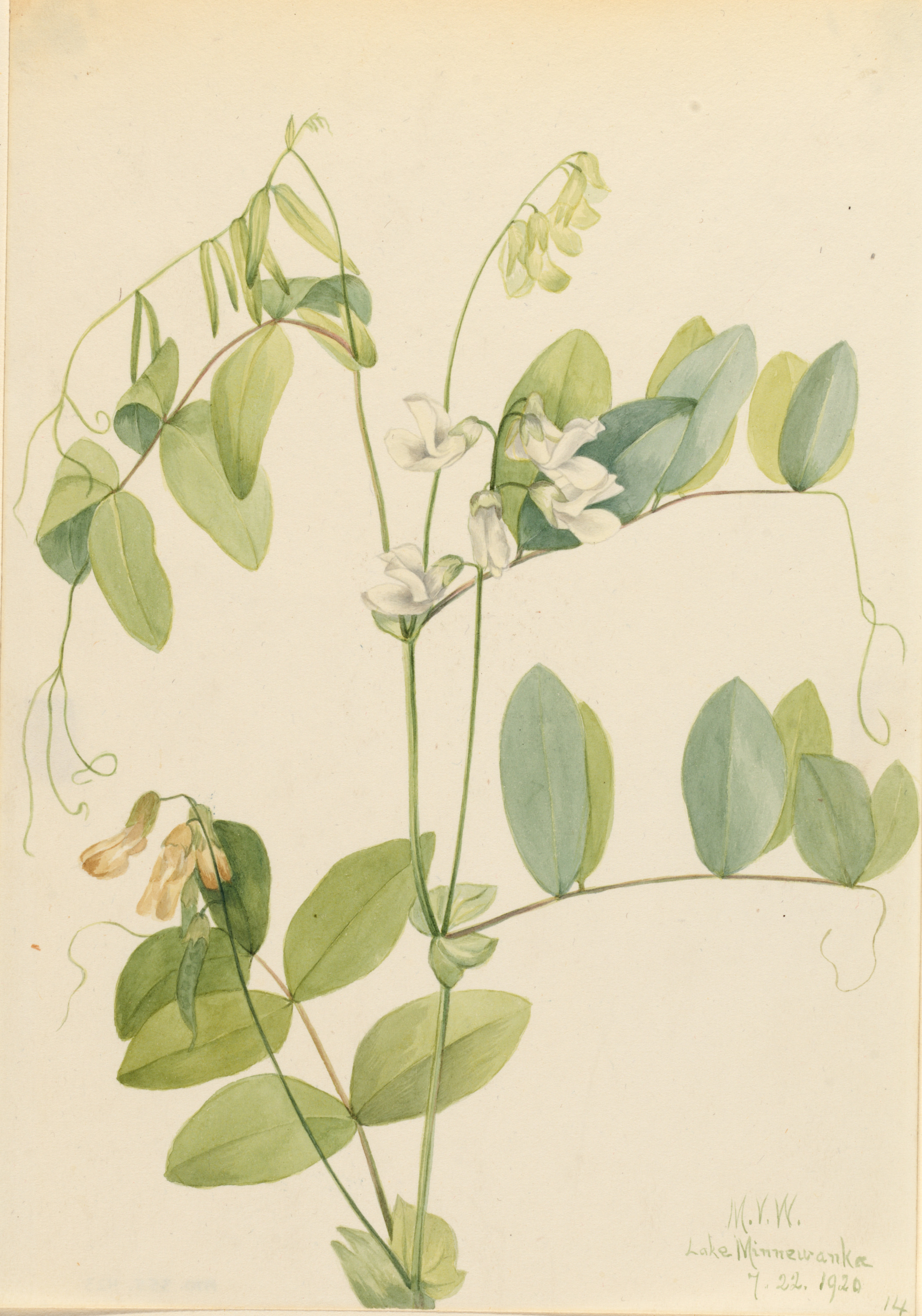 Mary Vaux Walcott, White Pea (Lathyrus ochroleucus)