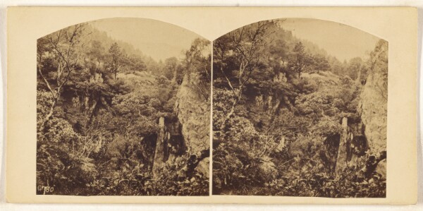 Unknown, [British forest]