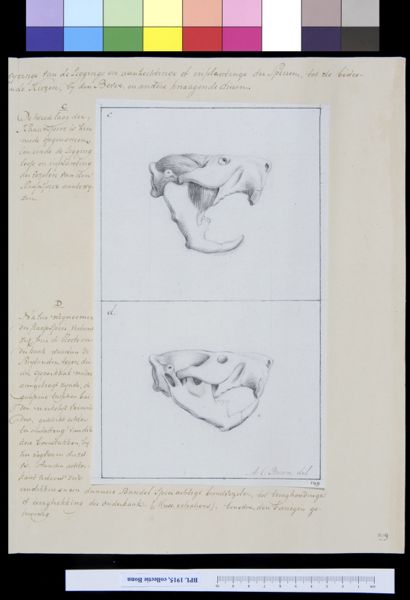 A Bonn, Animals: skull of a beaver