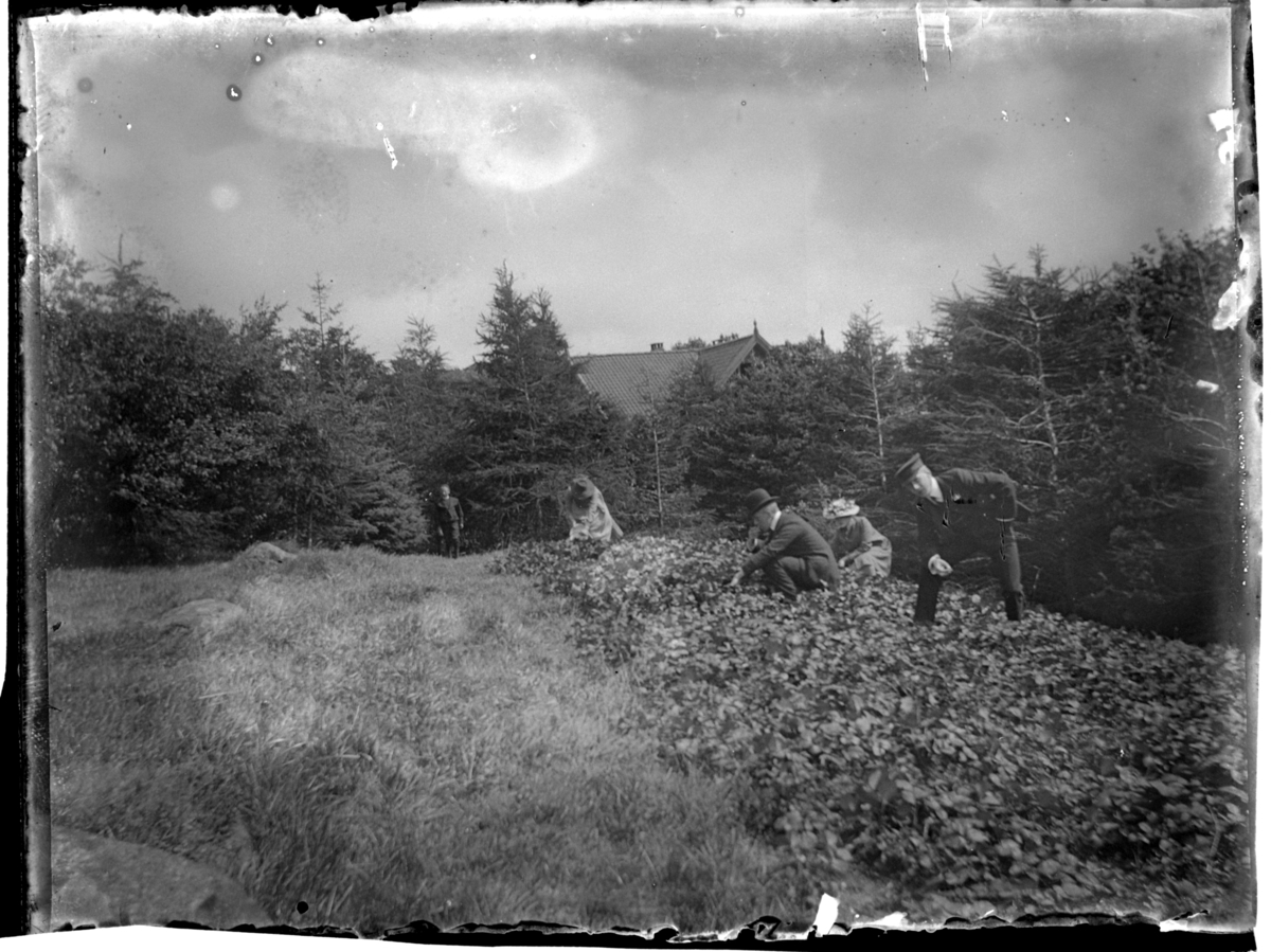 Rolf Sr. Sundt, To kvinner og tre menn i åker på Farøy. Antagelig fotografert 1900-03.
