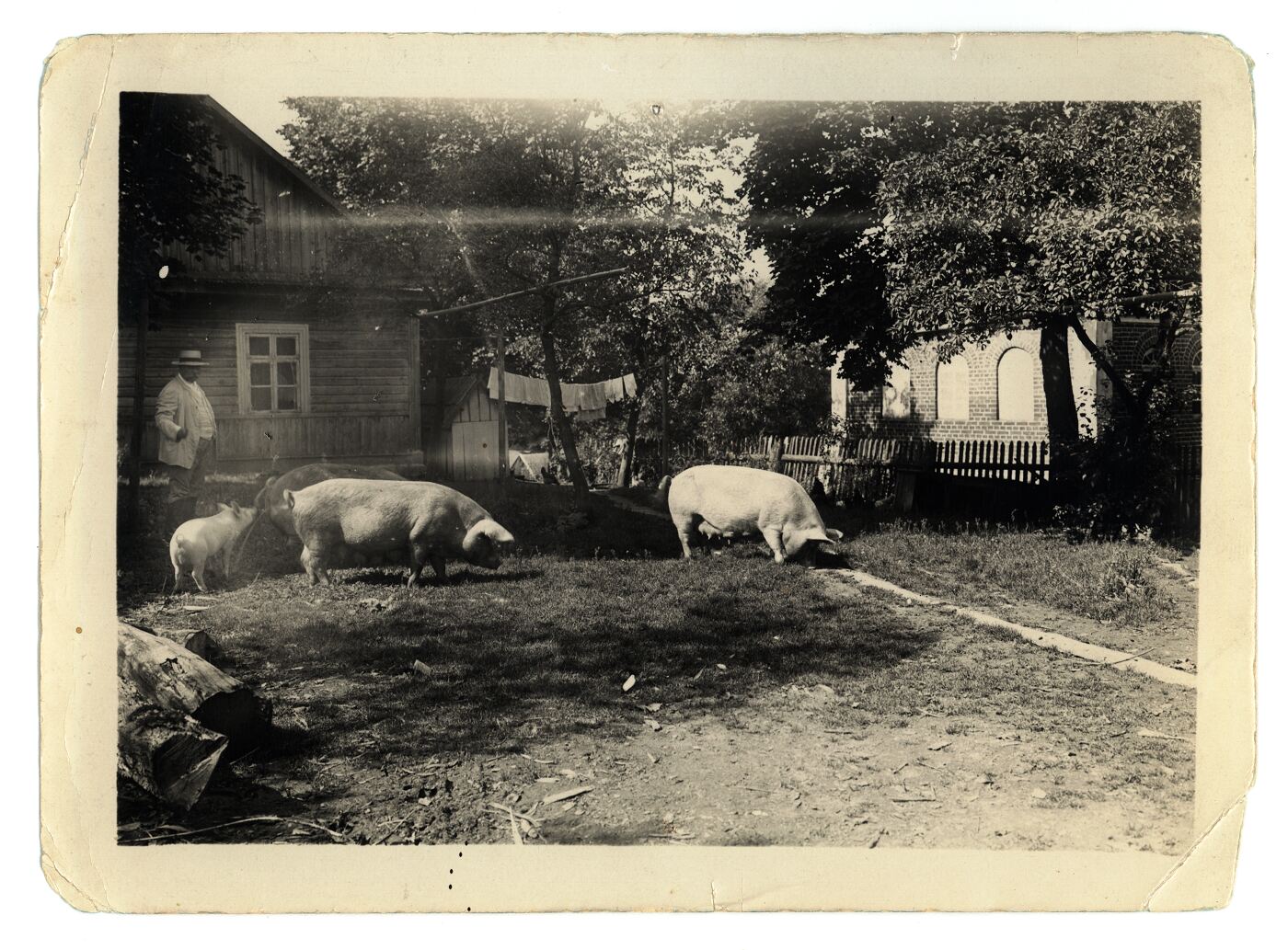 Nežinomas fotografas, Aleksandro Germano ūkis Eleonorave prie Skirsnemunės (Kiaulės)