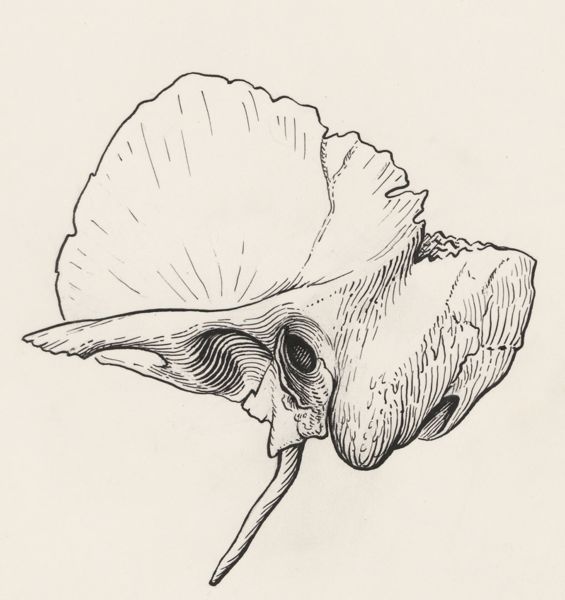 J Wetselaar-Whittaker, Human tissue