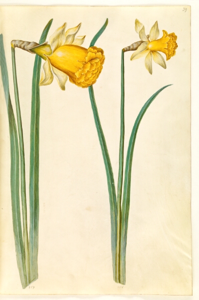 Hans Simon Holtzbecker, Narcissus pseudonarcissus (påskelilje)