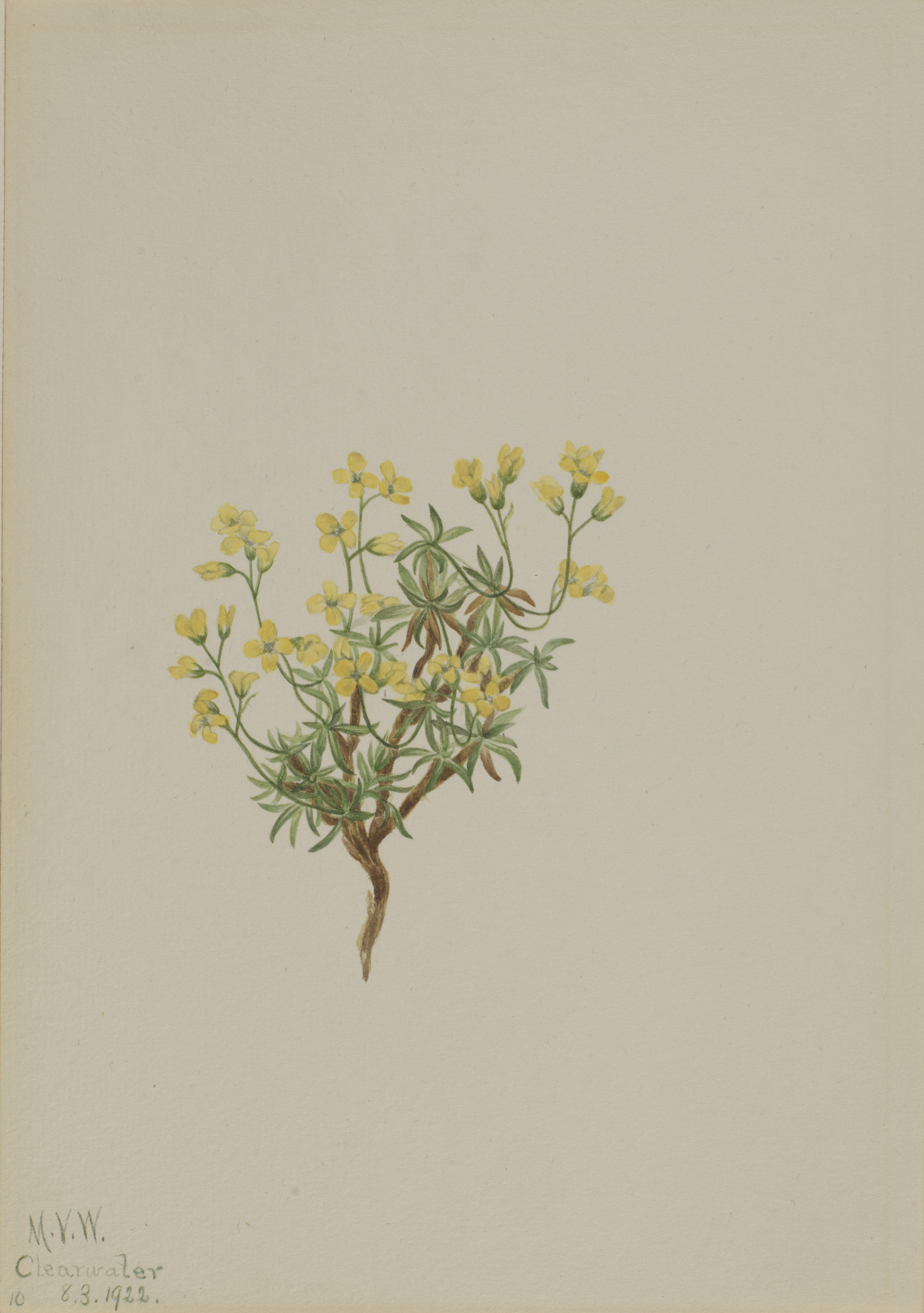 Mary Vaux Walcott, Yellow Willow Grass
