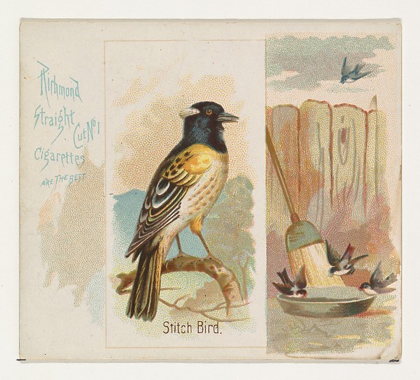 Allen & Ginter, Stitch Bird, from the Song Birds of the World series (N42) for Allen & Ginter Cigarettes