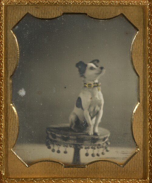 Unknown, [Dog sitting on a table]