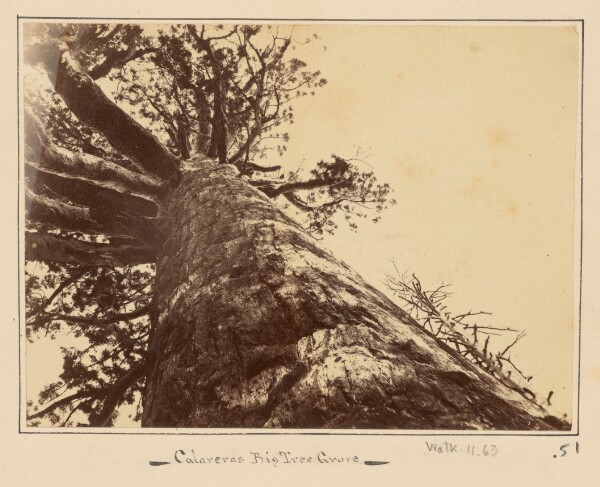 Carleton Watkins, Grizzly Giant, 33 feet Diameter, looking up, Mariposa Grove, Mariposa Co., Cal.