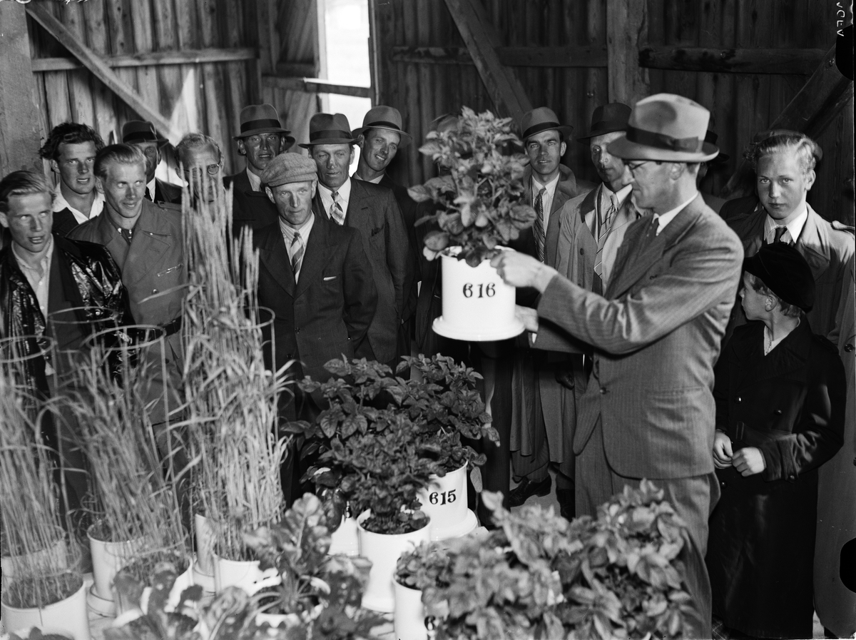 Paul Sandberg, "Försöksdagen samlade sexhundra jordbrukare" - agr lic Sigurd Eriksson berättar om bristsjukdomar hos växter, Lantbrukshögskolan, Ultuna, Uppsala juli 1942
