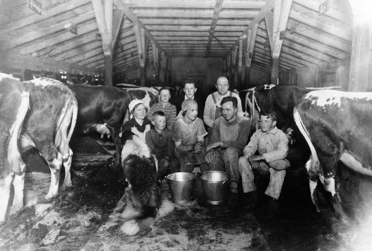 Anno Domkirkeodden, INTR: FJØ, GR: 8 VOKSNE OG BARN, HUND, KUER, MELKEBØTTER, JEVNAKER, LØTEN