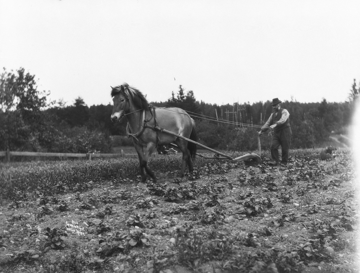 Anders Beer Wilse, Prot: Genere - Plouging 1. Juli 1903