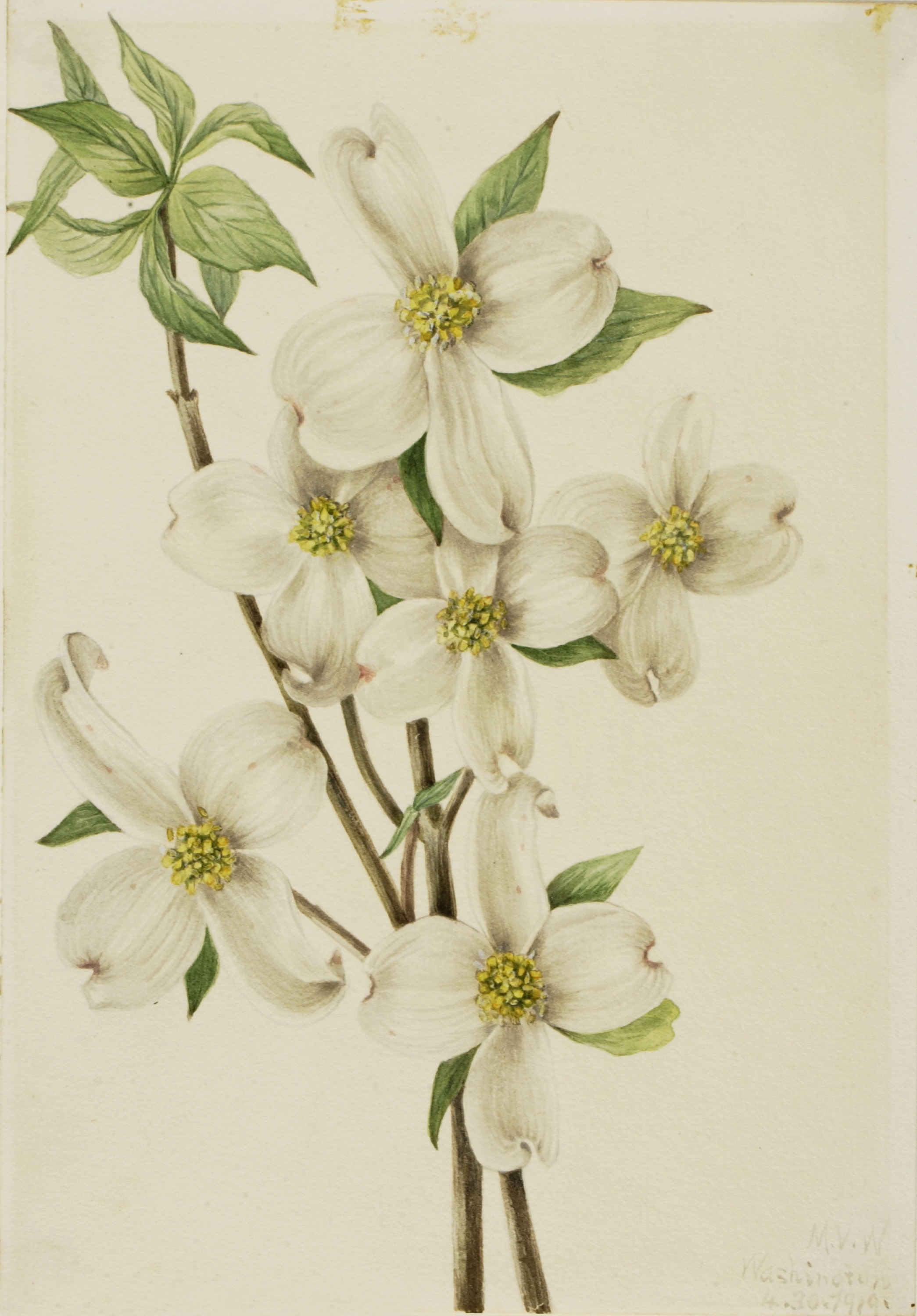 Mary Vaux Walcott, Flowering Dogwood (Cornus florida)