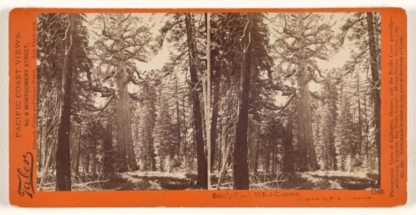 Carleton Watkins, Grizzly Giant, 33 feet diameter, Mariposa Grove, Mariposa County, Cal.