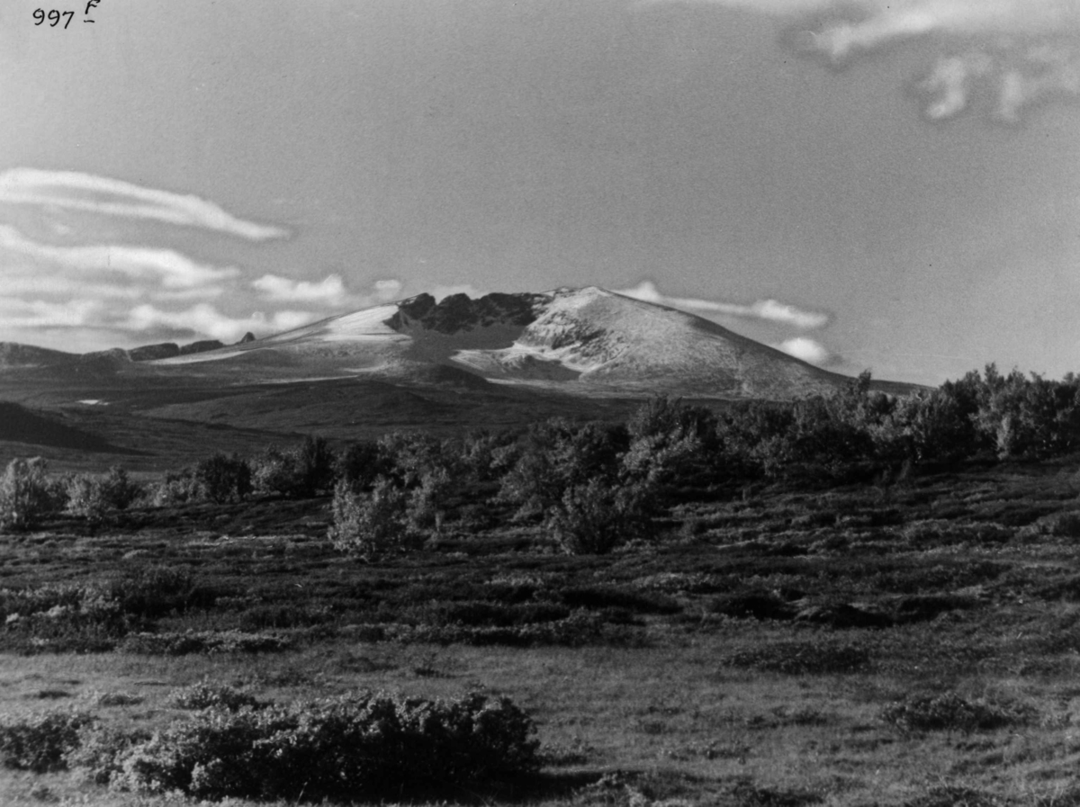 Anders Beer Wilse, Snohetta, Fjellvidde